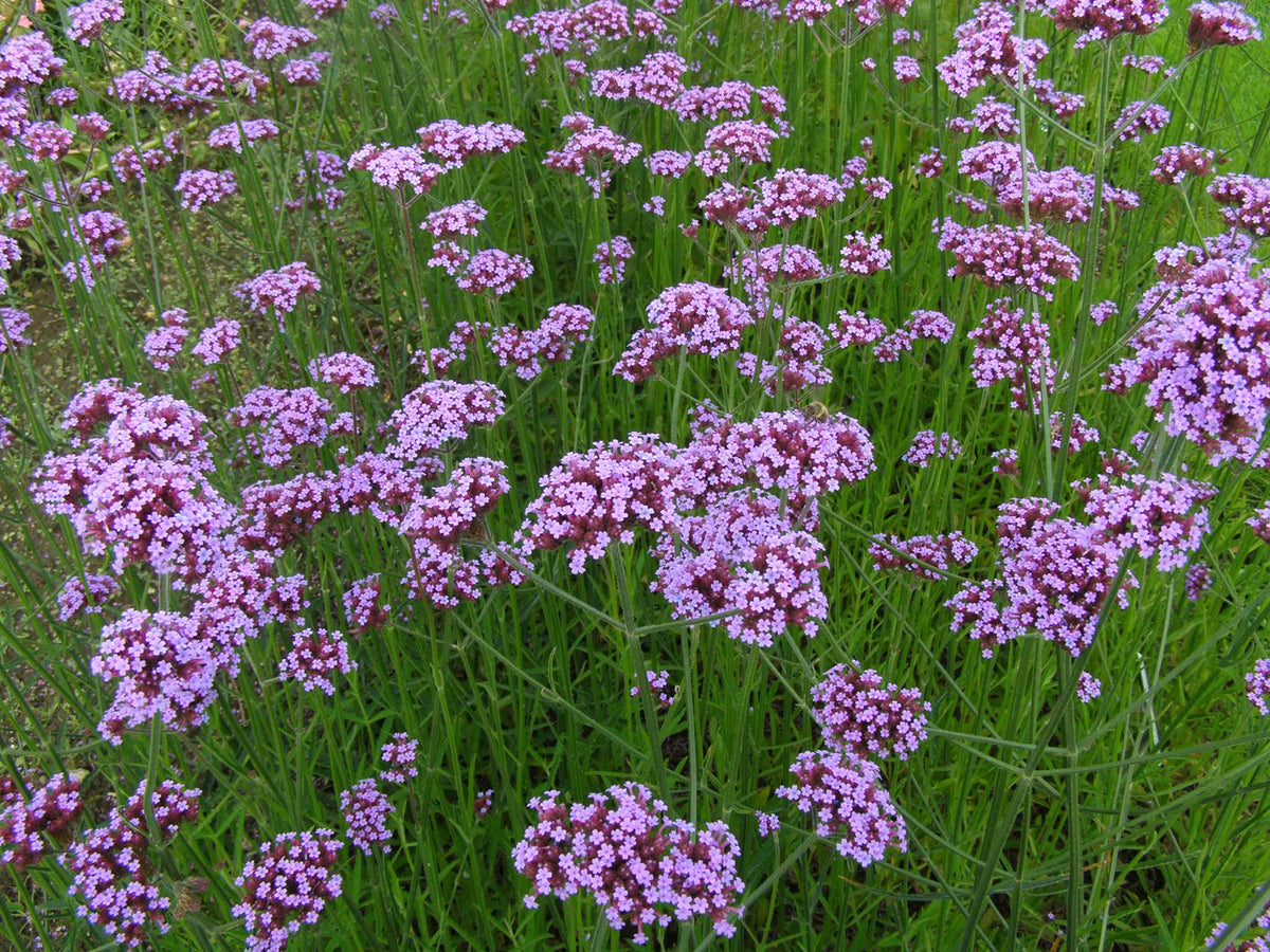 Heirloom Verbena Flower seeds for Planting Low Maintenance Heirloom & GMO Free Seeds for Home Garden