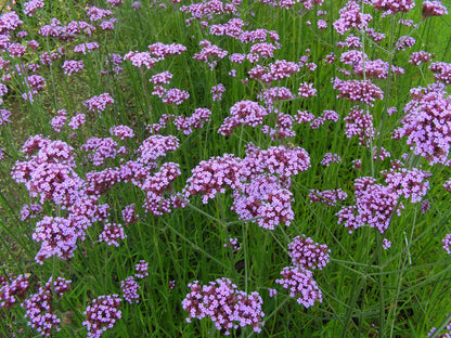 Heirloom Verbena Flower seeds for Planting Low Maintenance Heirloom & GMO Free Seeds for Home Garden