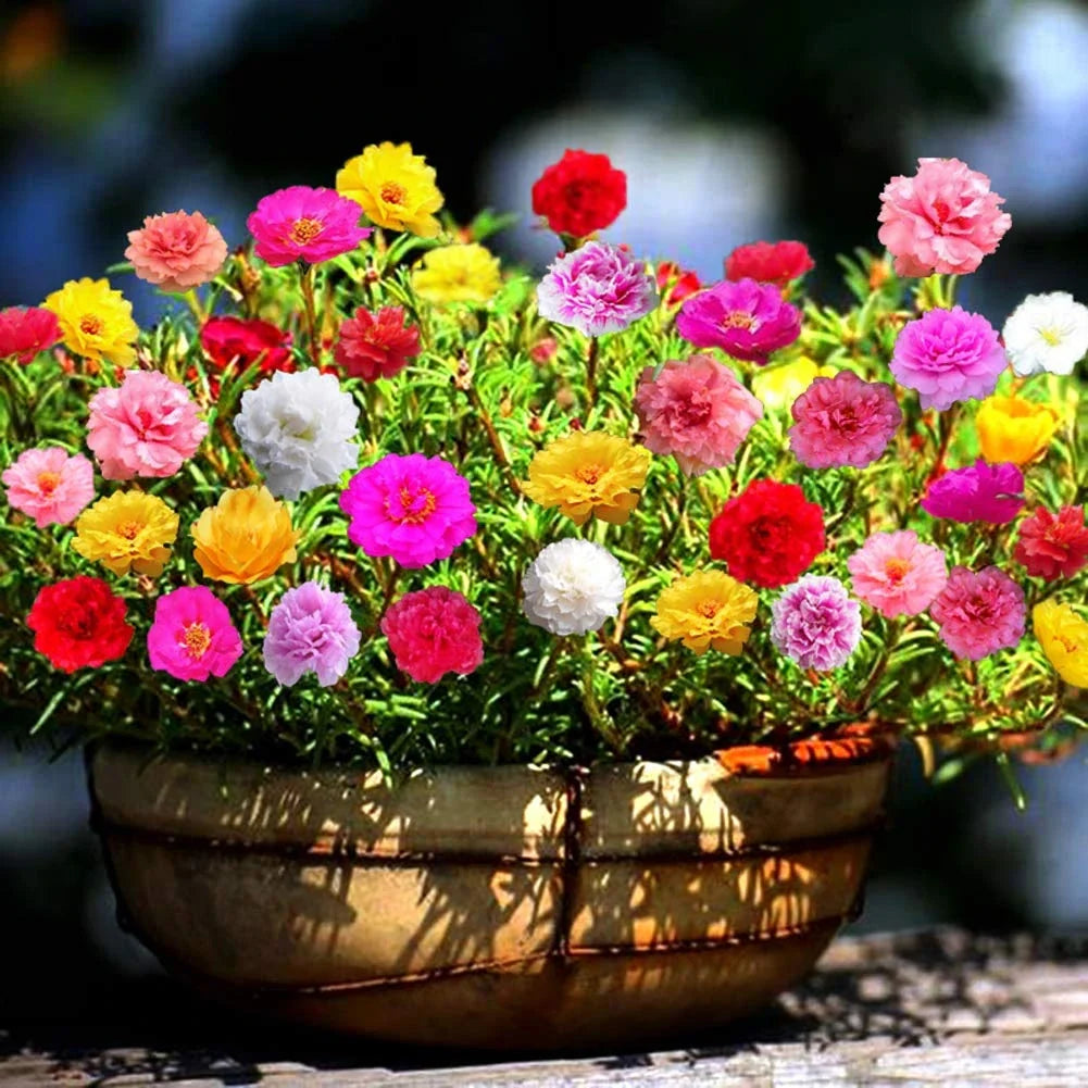 Heirloom Moss Flower seeds for Planting Sun Loving Heirloom & GMO Free Seeds for Home Garden
