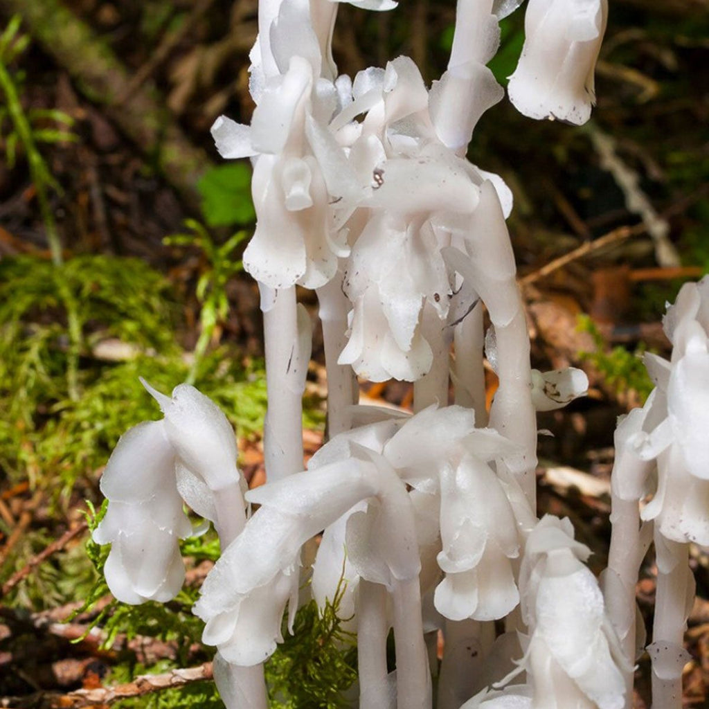 White Monotropa Uniflora Flower seeds for Planting Compact Growth, Heirloom & GMO Free Seeds for Home Garden vegetable and garden seeds