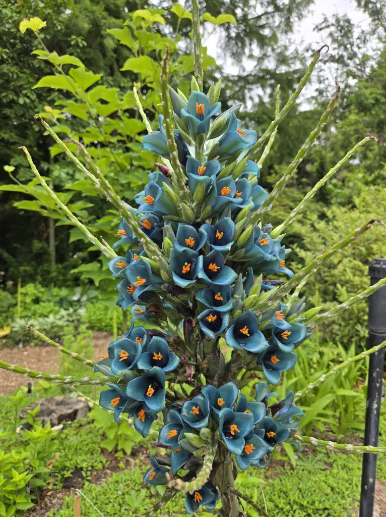 Green Blue Puya Flower seeds for Planting Bright Blooms, Heirloom & GMO Free Seeds for Home Garden vegetable and garden seeds