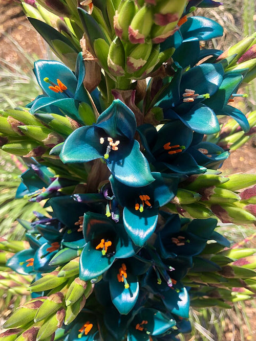 Premium Blue Puya Alpestris Flower seeds for Planting Low Maintenance, Heirloom & GMO Free Seeds for Home Garden seeds