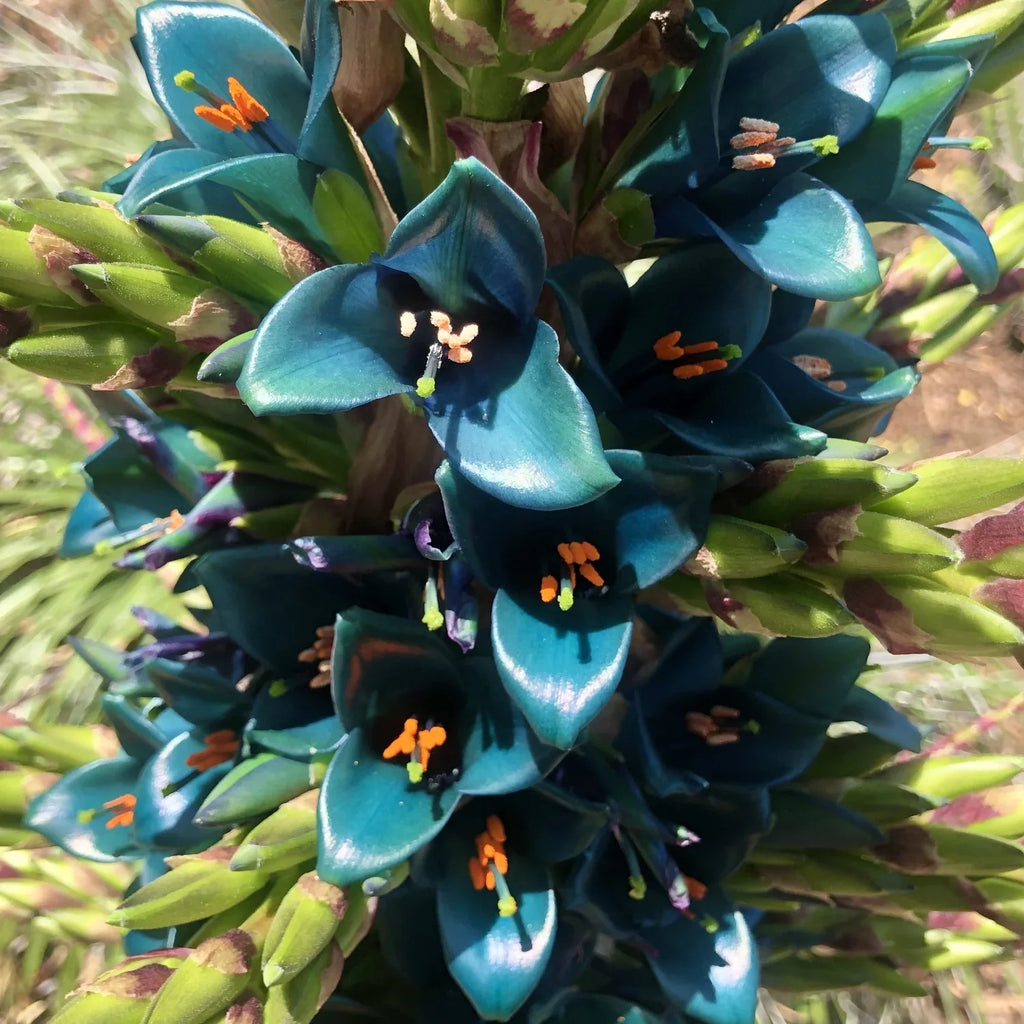 Violet Sapphire Tower Flower seeds for Planting Drought Tolerant, Heirloom & GMO Free Seeds for Home Garden vegetable and garden seeds