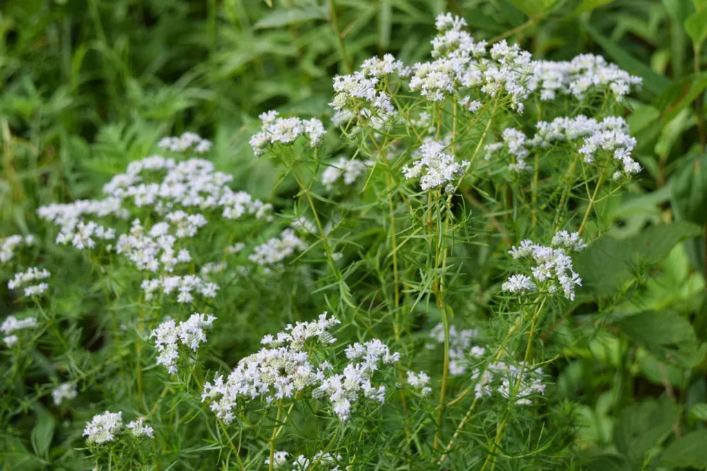 White Mountain Mint Flower seeds for Planting Drought Tolerant, Heirloom & GMO Free Seeds for Home Garden vegetable and garden seeds