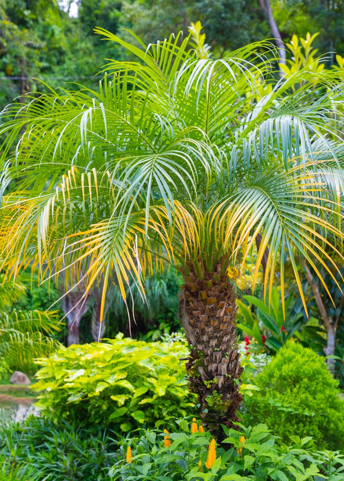 Pygmy Date Palm (Phoenix Roebelenii) Dwarf Miniature Ornamental Fruit Tree Houseplant Seeds
