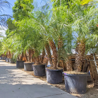 Pygmy Date Palm Tree Seeds for Planting - Compact Growth for Your Garden
