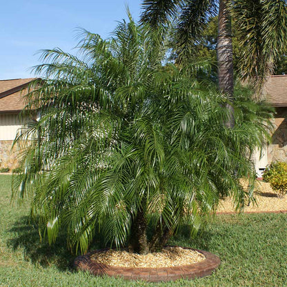 Pygmy Date Palm Tree Seeds for Planting - Compact Growth for Your Garden