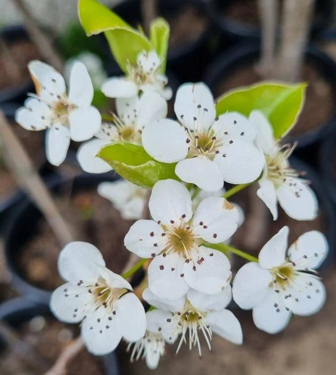 Premium White Calleryana Flower seeds for Planting Cut Flower Favorite, Heirloom & GMO Free Seeds for Home Garden seeds