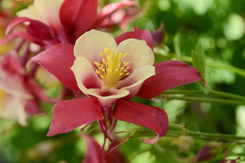Red Yellow Aquilegia Flower seeds for Planting Pollinator Friendly, Heirloom & GMO Free Seeds for Home Garden seeds for planting