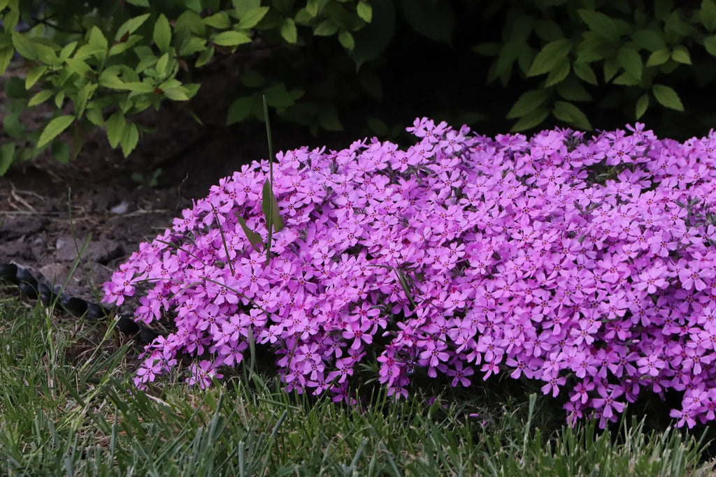 Premium Pink Aubrieta Flower seeds for Planting Low Maintenance, Heirloom & GMO Free Seeds for Home Garden seeds