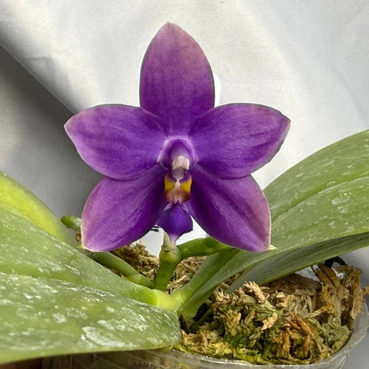 Blue Purple Phalaenopsis Orchid Seeds Flower seeds for Planting Perfect for Borders, Heirloom & GMO Free Seeds for Home Garden seeds for planting
