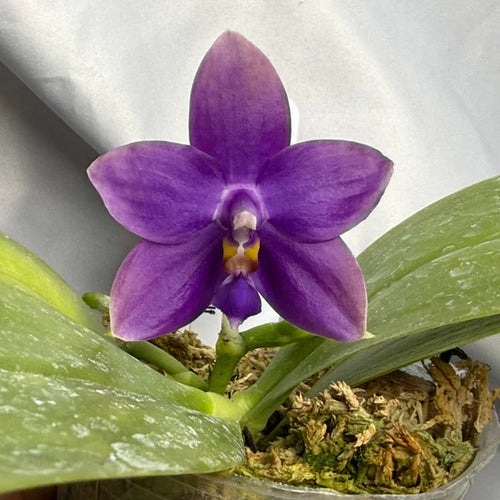 Blue Purple Phalaenopsis Orchid Seeds Flower seeds for Planting Perfect for Borders, Heirloom & GMO Free Seeds for Home Garden seeds for planting