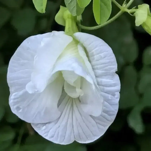 Premium Clitoria Flower seeds for Planting Hardy Variety, Heirloom & GMO Free Seeds for Home Garden seeds
