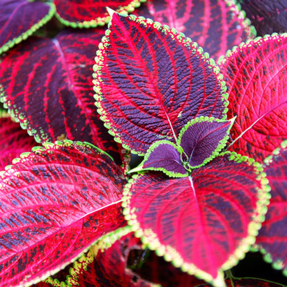 Heirloom Coleus Flower seeds for Planting Shade Tolerant Heirloom & GMO Free Seeds for Home Garden