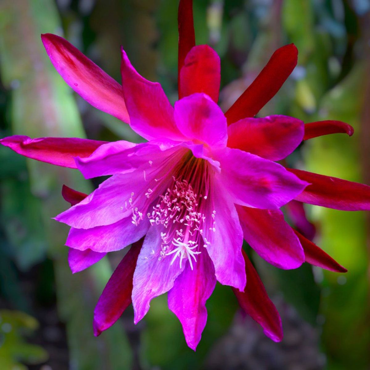 Heirloom Epiphyllum Flower seeds for Planting Drought Tolerant Heirloom & GMO Free Seeds for Home Garden