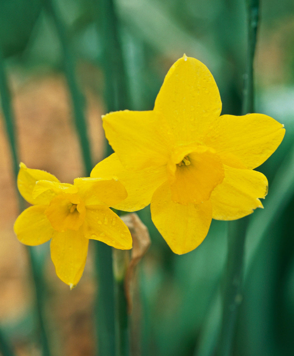 High quality Narcissus Asturiensis Flower seeds for Planting Perfect for Borders, Heirloom & GMO Free Seeds for Home Garden seeds pack