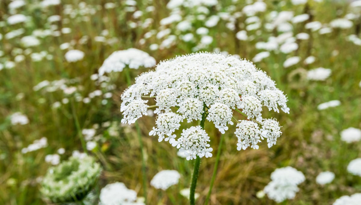 Queen Anne's Lace White Flower seeds for Planting - Cottage Garden Essential, Heirloom & GMO Free Seeds for Home Garden