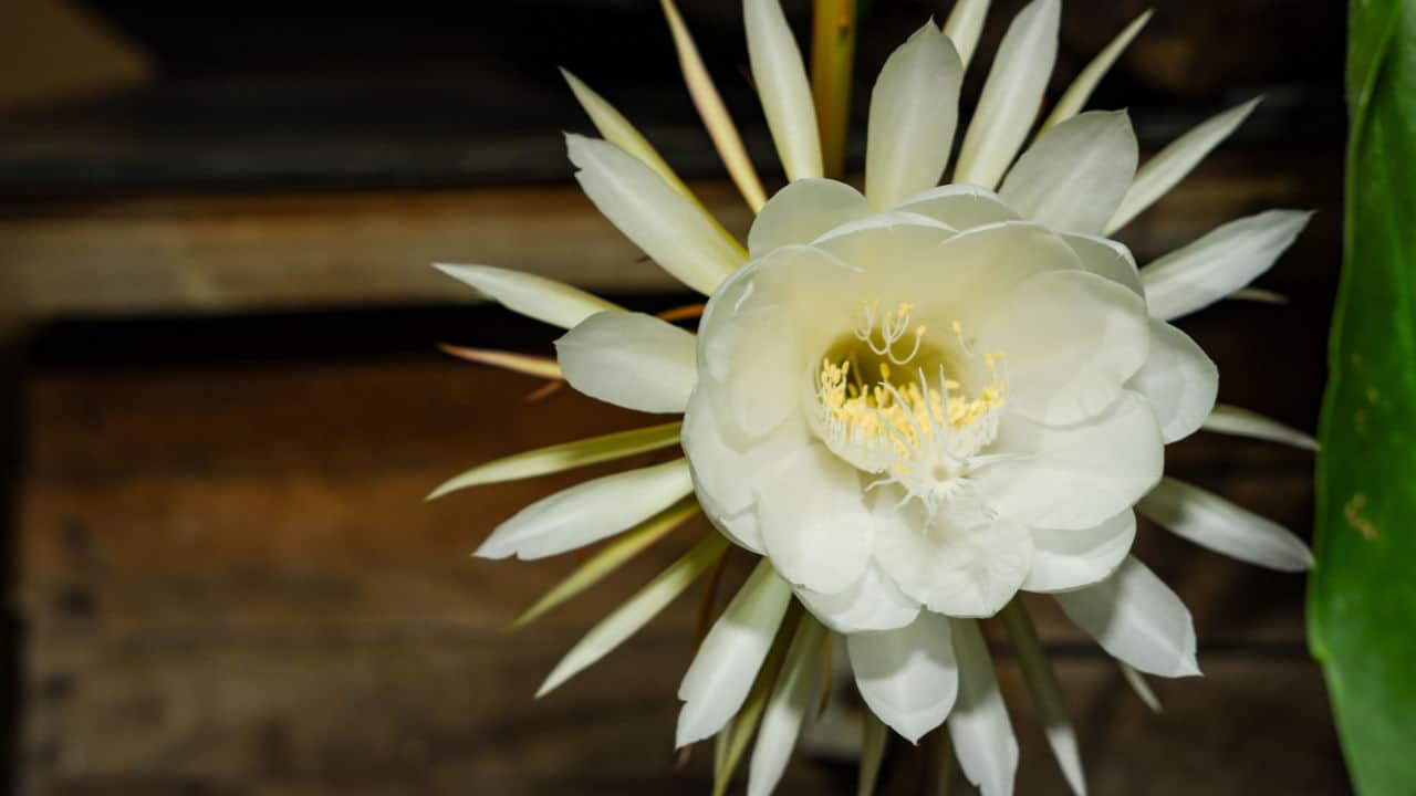 Cereus Flower seeds for Planting Perfect for Borders, Heirloom & GMO Free Seeds for Home Garden vegetable and garden seeds