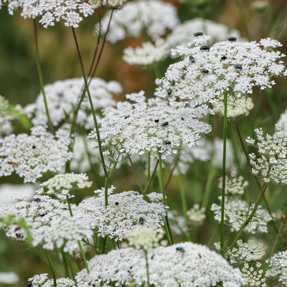 Queen Anne's Lace White Flower seeds for Planting - Cottage Garden Essential, Heirloom & GMO Free Seeds for Home Garden
