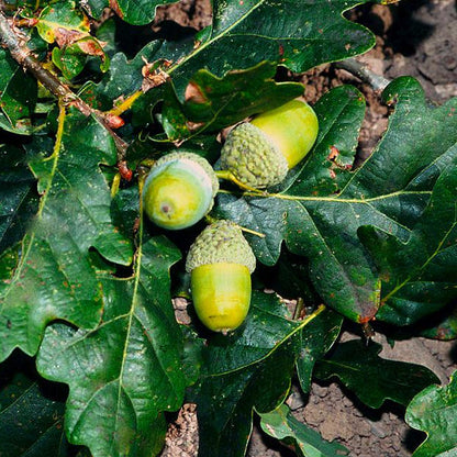 Acorn Seeds for Planting: Grow Strong Oak Trees - Evergrowseeds