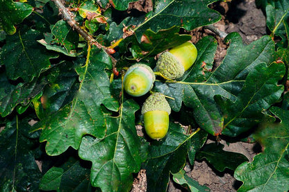 Oak Tree Seeds - Planting And Growth Guide
