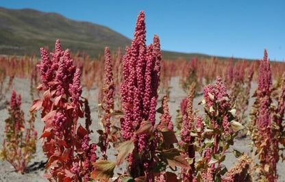 Heirloom Quinoa Flower seeds for Planting Cottage Garden Essential Heirloom & GMO Free Seeds for Home Garden