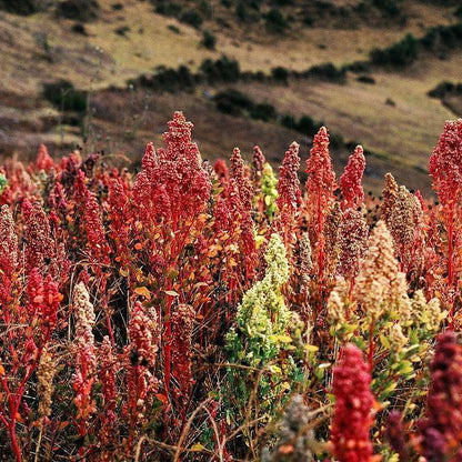 Heirloom Quinoa Flower seeds for Planting Cottage Garden Essential Heirloom & GMO Free Seeds for Home Garden