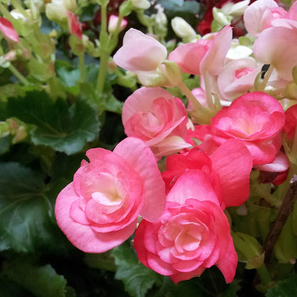 Rose Rieger Begonia Flower seeds for Planting Pollinator Friendly Heirloom & GMO Free Seeds for Home Garden