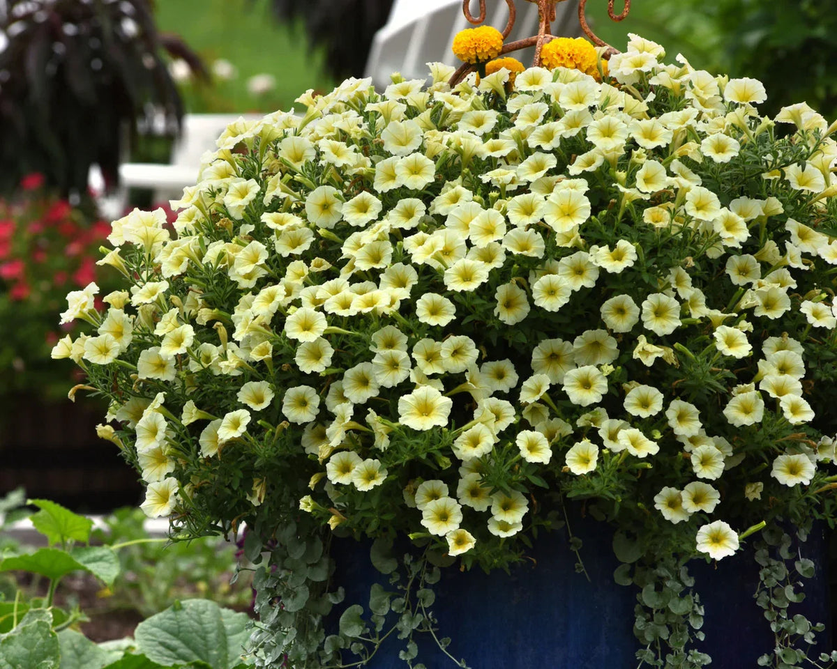 Green Cascade Flower seeds for Planting Perfect for Borders Heirloom & GMO Free Seeds for Home Garden