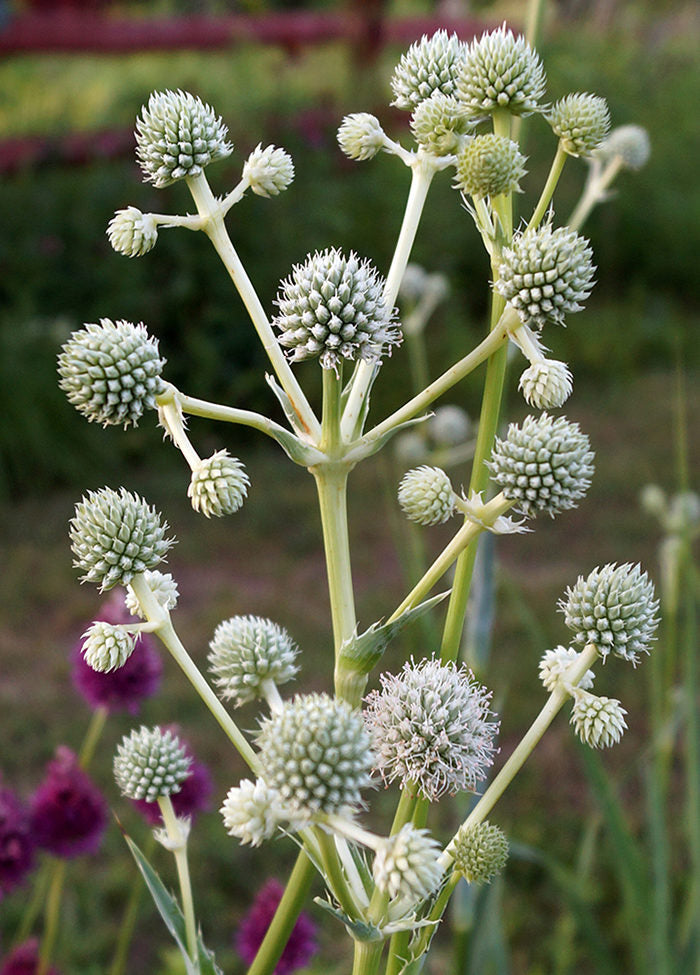 Premium White Rattlesnake Master Flower seeds for Planting Colorful Display, Heirloom & GMO Free Seeds for Home Garden seeds