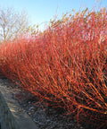 Flame Willow Flower seeds for Planting Shade Tolerant, Heirloom & GMO Free Seeds for Home Garden seeds for planting