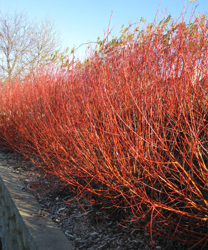 Flame Willow Flower seeds for Planting Shade Tolerant, Heirloom & GMO Free Seeds for Home Garden seeds for planting