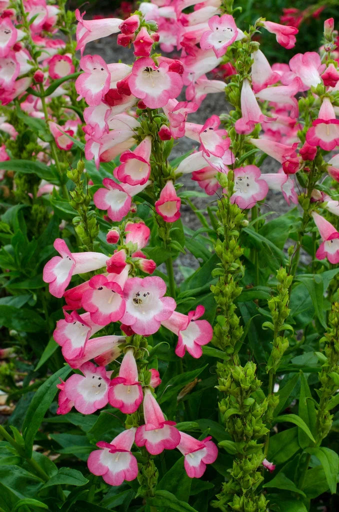 Pink Penstemon Flower seeds for Planting Low Maintenance, Heirloom & GMO Free Seeds for Home Garden vegetable and garden seeds