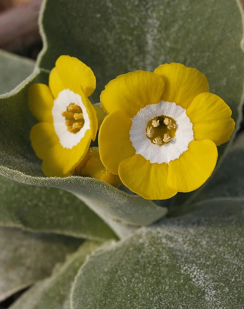 Yellow Primula Auricula Flower seeds for Planting Pollinator Friendly, Heirloom & GMO Free Seeds for Home Garden vegetable and garden seeds