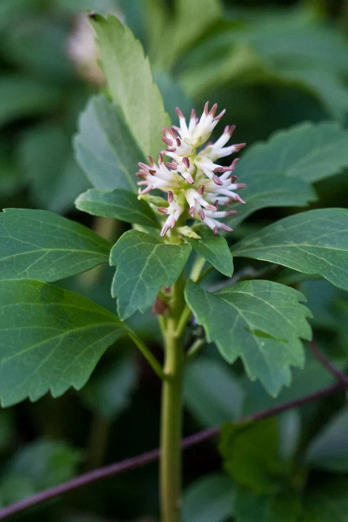 Pachysandra Flower seeds for Planting Cottage Garden Essential Heirloom & GMO Free Seeds for Home Garden