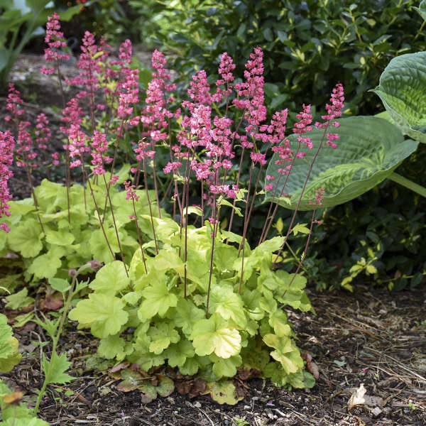 Heirloom Coral Bells Flower seeds for Planting Long Bloom Season Heirloom & GMO Free Seeds for Home Garden