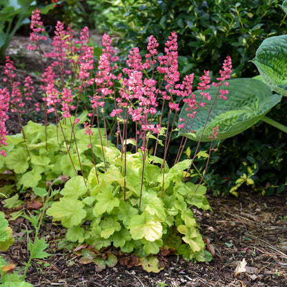 Heirloom Coral Bells Flower seeds for Planting Long Bloom Season Heirloom & GMO Free Seeds for Home Garden