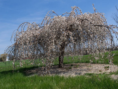 Snow Fountain Weeping Tree Planting Seeds Flower