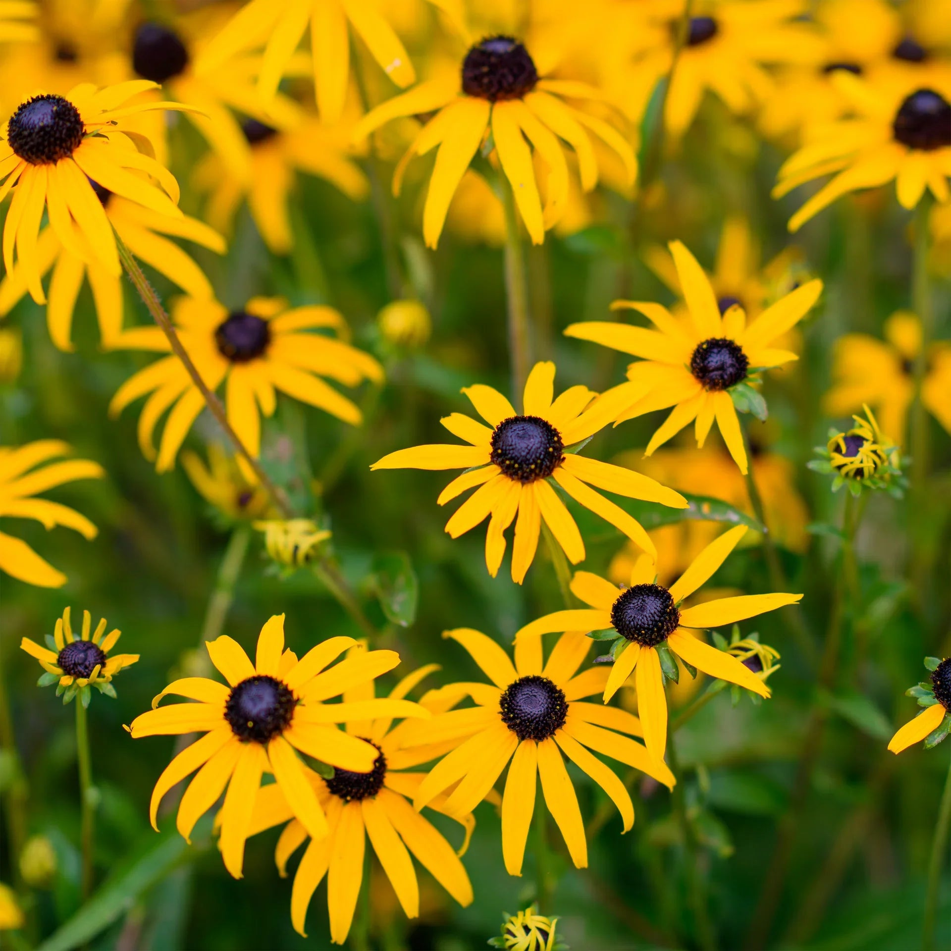 Premium Yellow Fulgida Perennial Seeds Flower seeds for Planting Seasonal Bloomer, Heirloom & GMO Free Seeds for Home Garden seeds