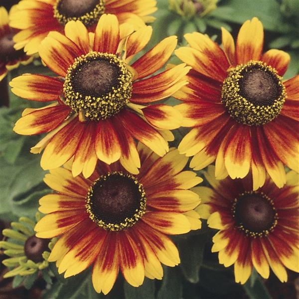 Orange Rudbeckia Flower seeds for Planting Easy to Grow, Heirloom & GMO Free Seeds for Home Garden vegetable and garden seeds