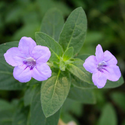 Ruellia Humillis Flower seeds for Planting Colorful Display Heirloom & GMO Free Seeds for Home Garden