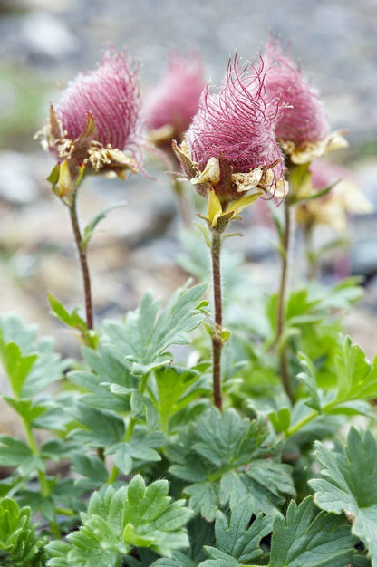 Heirloom Geum Reptans Flower seeds for Planting Colorful Display Heirloom & GMO Free Seeds for Home Garden