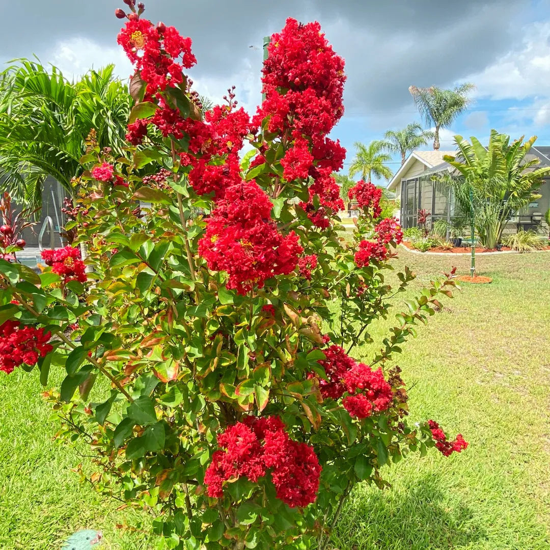 Crepe Myrtle Flower seeds for Planting Seasonal Bloomer Heirloom & GMO Free Seeds for Home Garden