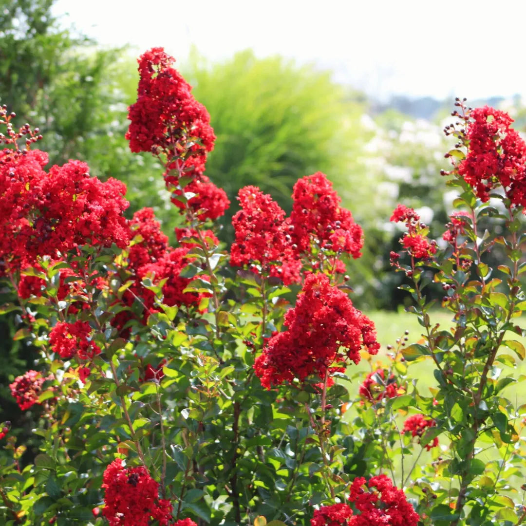 Crepe Myrtle Flower seeds for Planting Seasonal Bloomer Heirloom & GMO Free Seeds for Home Garden