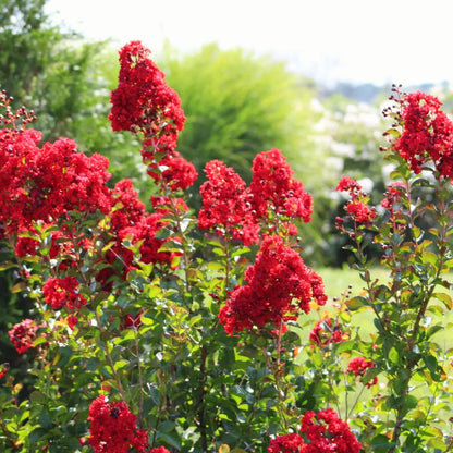 Crepe Myrtle Flower seeds for Planting Seasonal Bloomer Heirloom & GMO Free Seeds for Home Garden