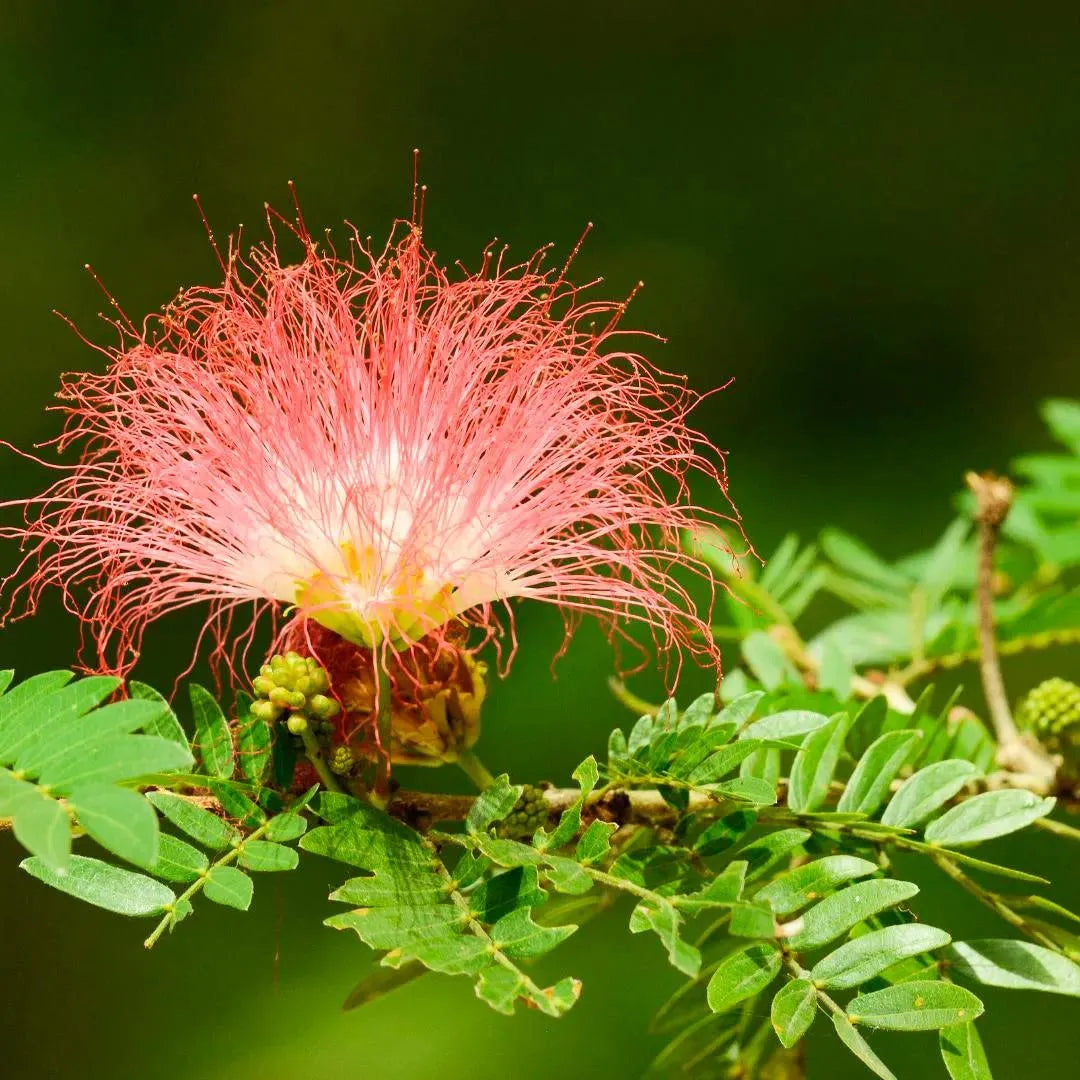 Pink Calliandra Eriophylla Flower seeds for Planting Low Maintenance, Heirloom & GMO Free Seeds for Home Garden vegetable and garden seeds