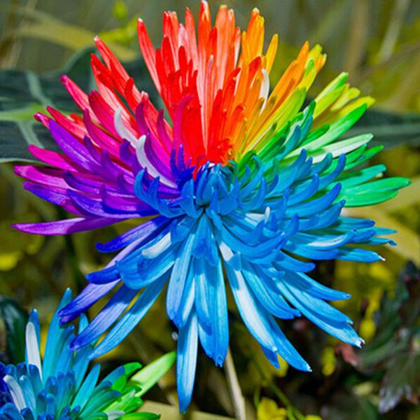 Rainbow Chrysanthemum Flower seeds for Planting Fragrant Blossoms, Heirloom & GMO Free Seeds for Home Garden vegetable and garden seeds