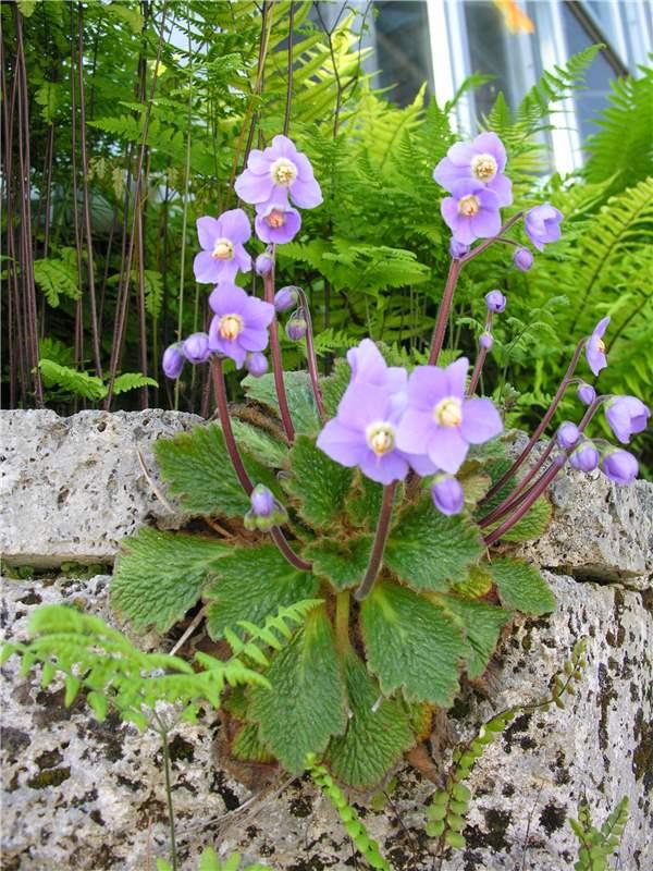 Premium Ramonda Myconi Flower seeds for Planting Low Maintenance, Heirloom & GMO Free Seeds for Home Garden seeds