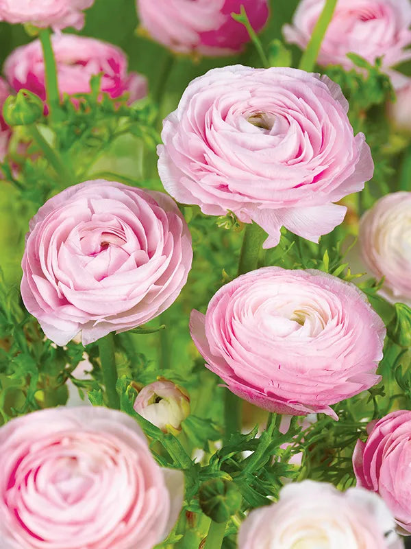 Pink White Ranunculus Flower seeds for Planting Garden Favorite, Heirloom & GMO Free Seeds for Home Garden seeds for planting