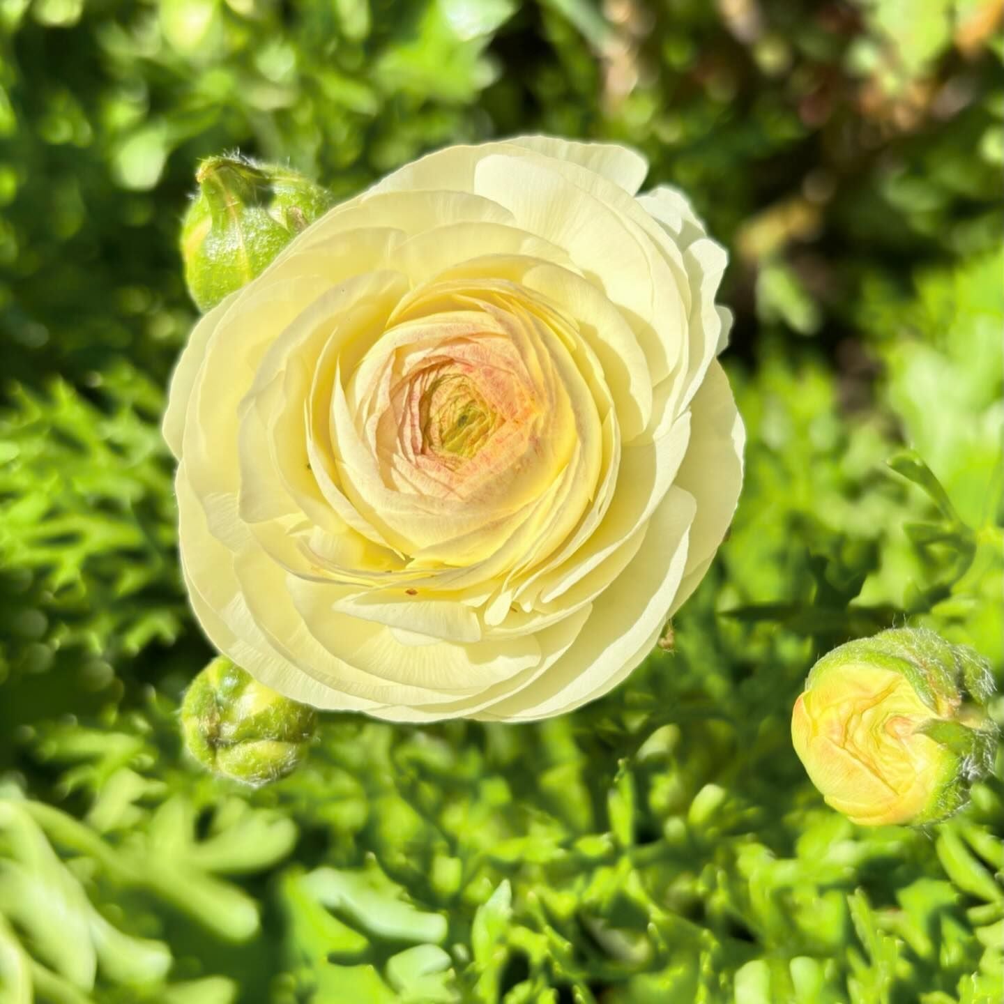 Light Yellow Ranunculus Flower seeds for Planting Long Bloom Season Heirloom & GMO Free Seeds for Home Garden